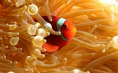 Raja Ampat 2016 - Premnas biaculeatus - Spinecheek Anemonefish - Poisson clown a joues epineuses - IMG_4837_rc